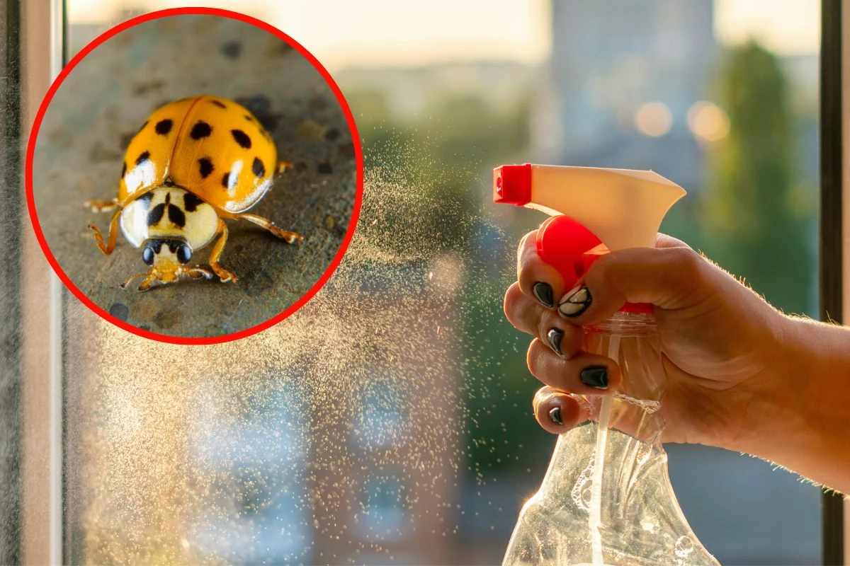 Jak pozbyć się biedronek azjatyckich w domu? Spryskaj okna olejkami o intensywnym zapachu Jak pozbyć się biedronek azjatyckich w domu? Spryskaj okna olejkami o intensywnym zapachu