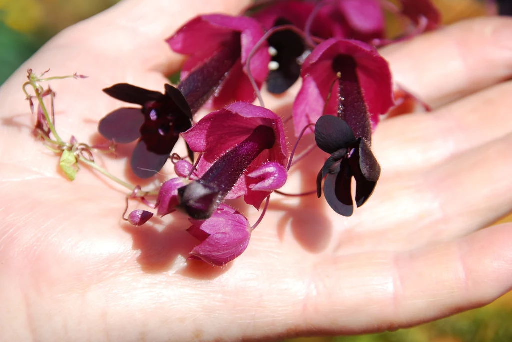 Rodochiton purpurowy sprawdza się jako ozdoba ogrodowych altanek oraz przydomowych tarasów
