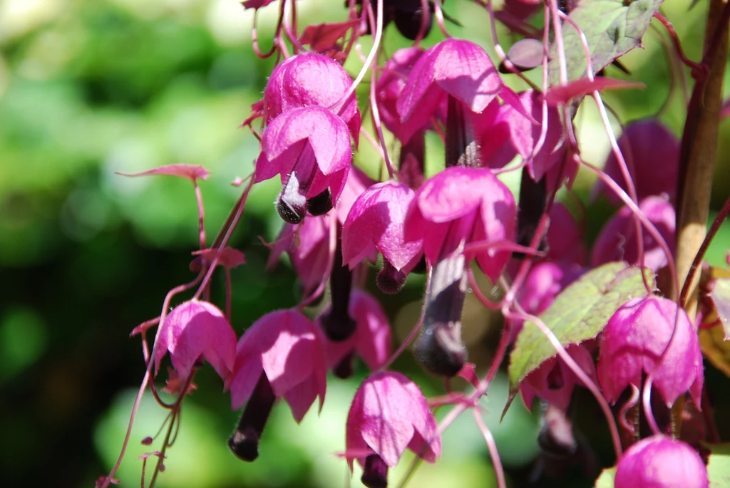 Jak uprawiać rodochiton purpurowy, by zachwycał okazałymi kwiatami?