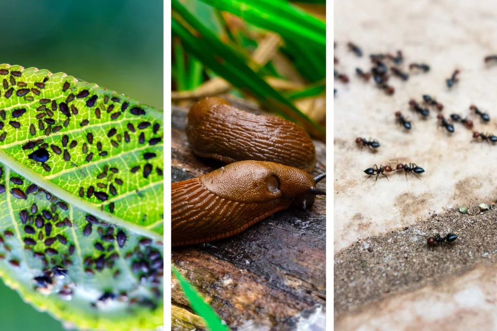 Mszyce, ślimaki czy mrówki potrafią wyrządzić duże szkody w ogrodzie