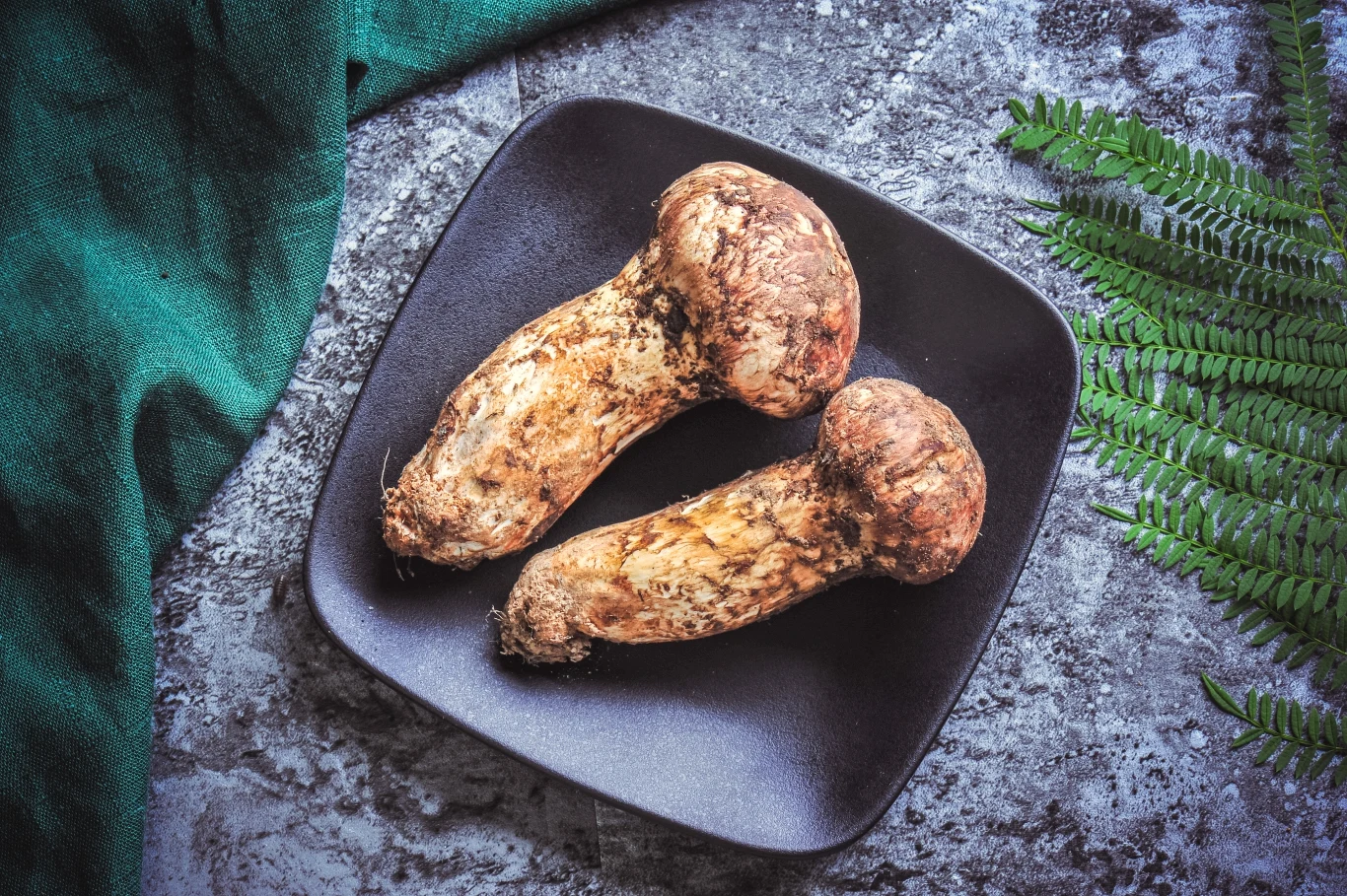 Gąska sosnowa ma wiele właściwości korzystnych dla naszego zdrowia 