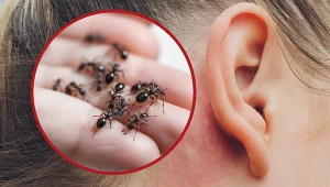 Uważaj na mrówki w domu. Mogą być niebezpieczne dla zdrowia, zwłaszcza jeśli dostaną się do ucha