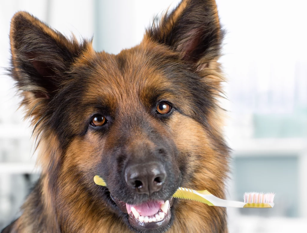 Regularne szorowanie psu zębów jest bardzo ważne