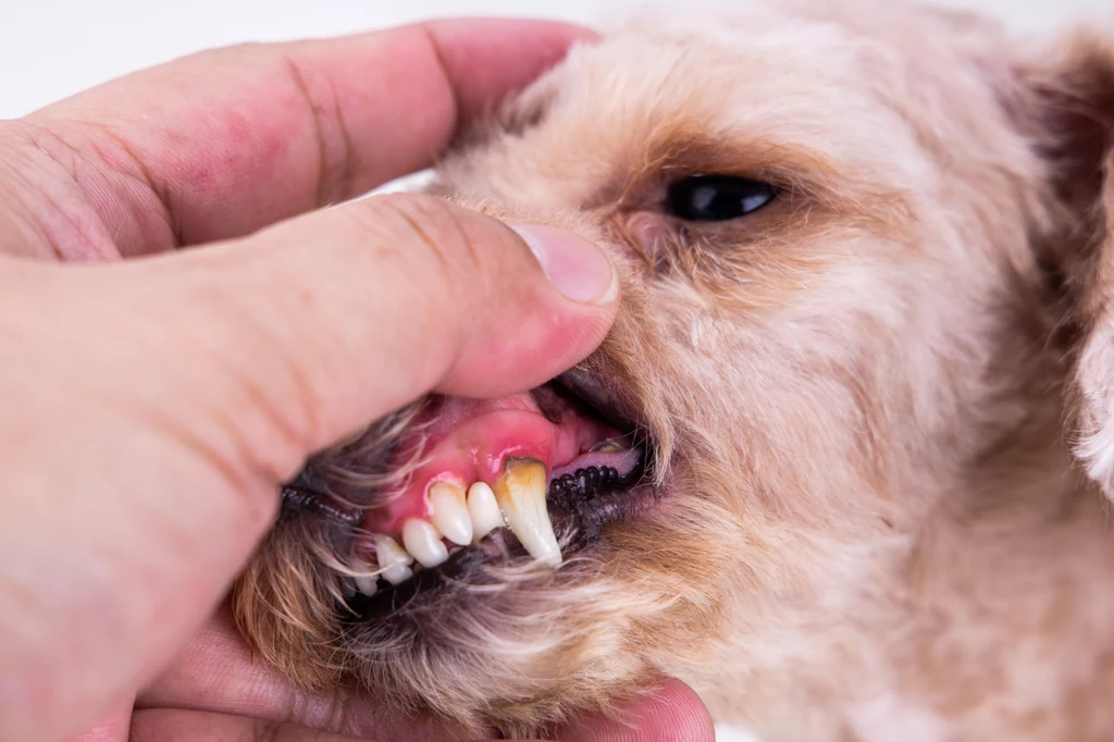 Jedną z przyczyn kamienia na zębach u psa jest zła dieta