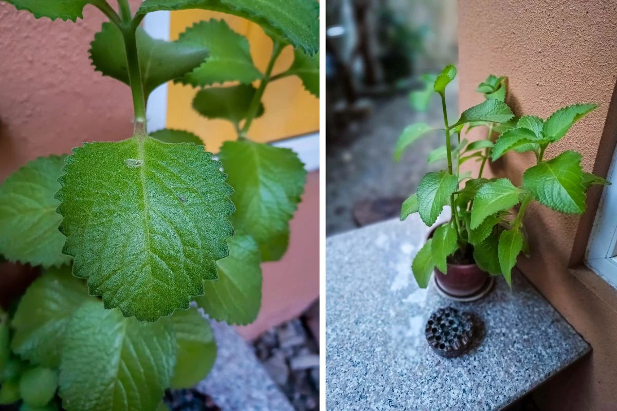 Mięta meksykańska zachwyca wyglądem, aromatem i właściwościami Mięta meksykańska zachwyca wyglądem, aromatem i właściwościami