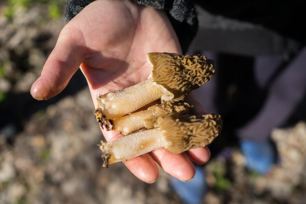 Smardze to jednej z najszlachetniejszych grzybów. Są wyjątkowo aromatyczne i delikatne
