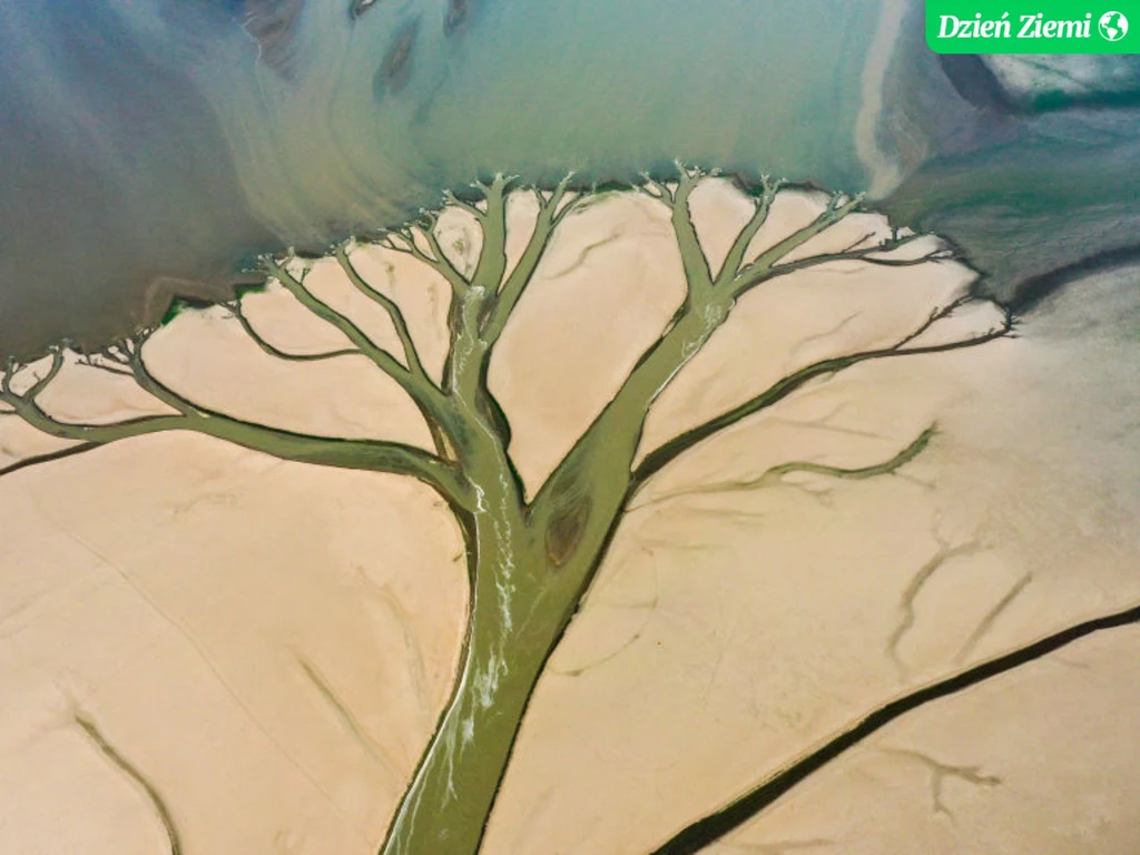 Drzewo i susza na jeziorze Poyang w Chinach