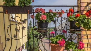 Jakie kwiaty nadają się na balkon? To zależy od balkonu