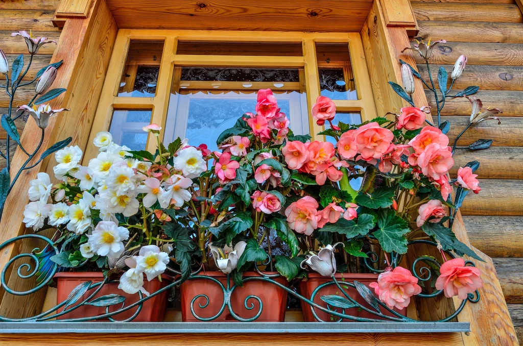 Begonia bulwiasta idealna na balkon wschodni. 