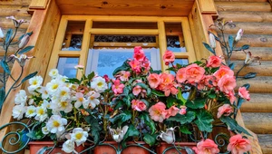 Nie masz ręki do kwiatów? Begonia to bestseller na balkon i taras 