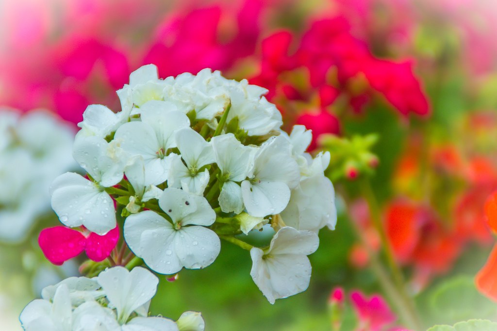 Pelargonia bluszczolistna. Jedna z odmian idealnych na balkon.