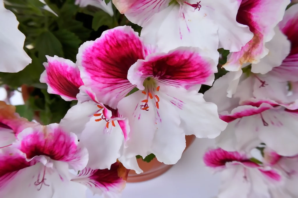 Pelargonia angielska.