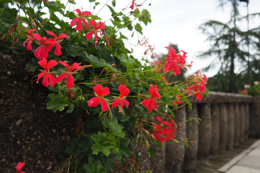 Pelargonia - idealna roślina na taras. 