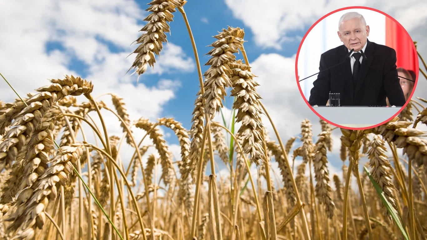 W marcu cena zbóż w skupie spadała i była niższa niż proponowana przez PiS w ramach programu powszechnego skupu W marcu cena zbóż w skupie spadała i była niższa niż proponowana przez PiS w ramach programu powszechnego skupu