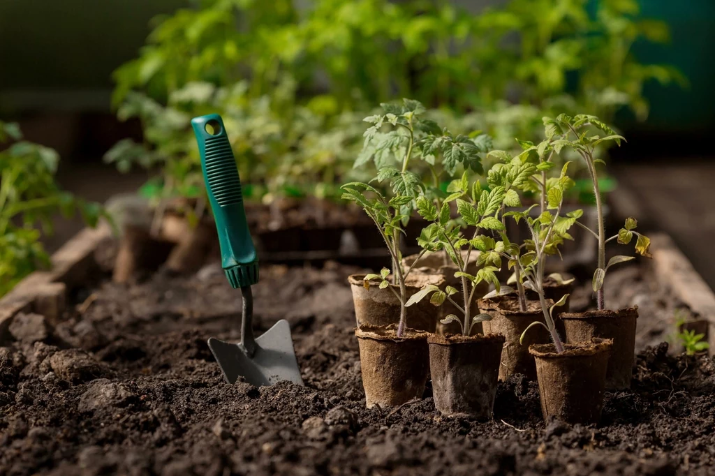 Kiedy wsadzać sadzonki pomidorów do gruntu, by się przyjęły?
