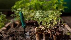 Sadzenie pomidorów do gruntu. Kiedy to robić? Ważna data
