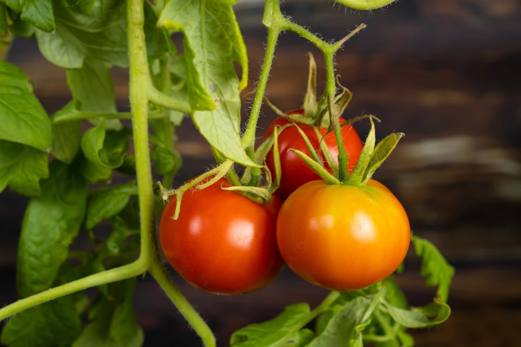 Pomidory można sadzić w gruncie dopiero, gdy sadzonki osiągną odpowiednią wysokość, a rośliną nie będą zagrażały przymrozki