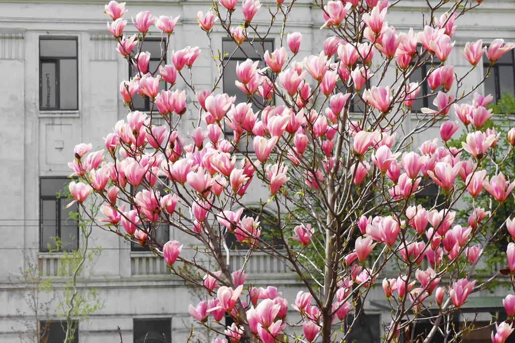 Sprawdź, jak zadbać o magnolię, by pięknie kwitła