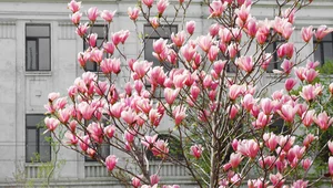 Te błędy nie pozwolą zakwitnąć magnolii. Kiedy i czym je nawozić?