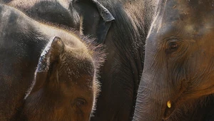 Młody słoń umiera w zoo. Jak żyją zwierzęta w niewoli?