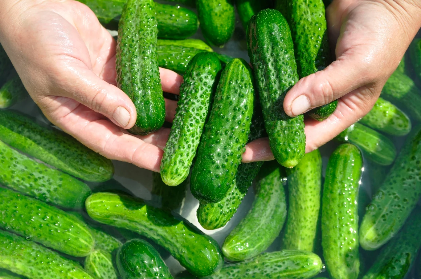 Ogórki do kiszenia powinny być jasne i drobne