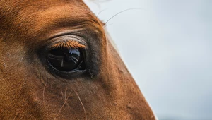 W Polsce nielegalnie zabija się konie. Kwitnie handel paszportami