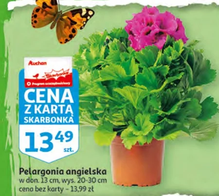 Pelargonia