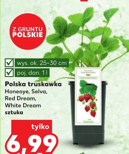 Sadzonki truskawek
