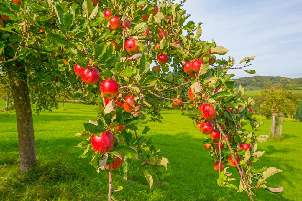 Każdy aspekt uprawy jabłoni jest ważny, jeśli chcesz uzyskać zadowalające zbiory
