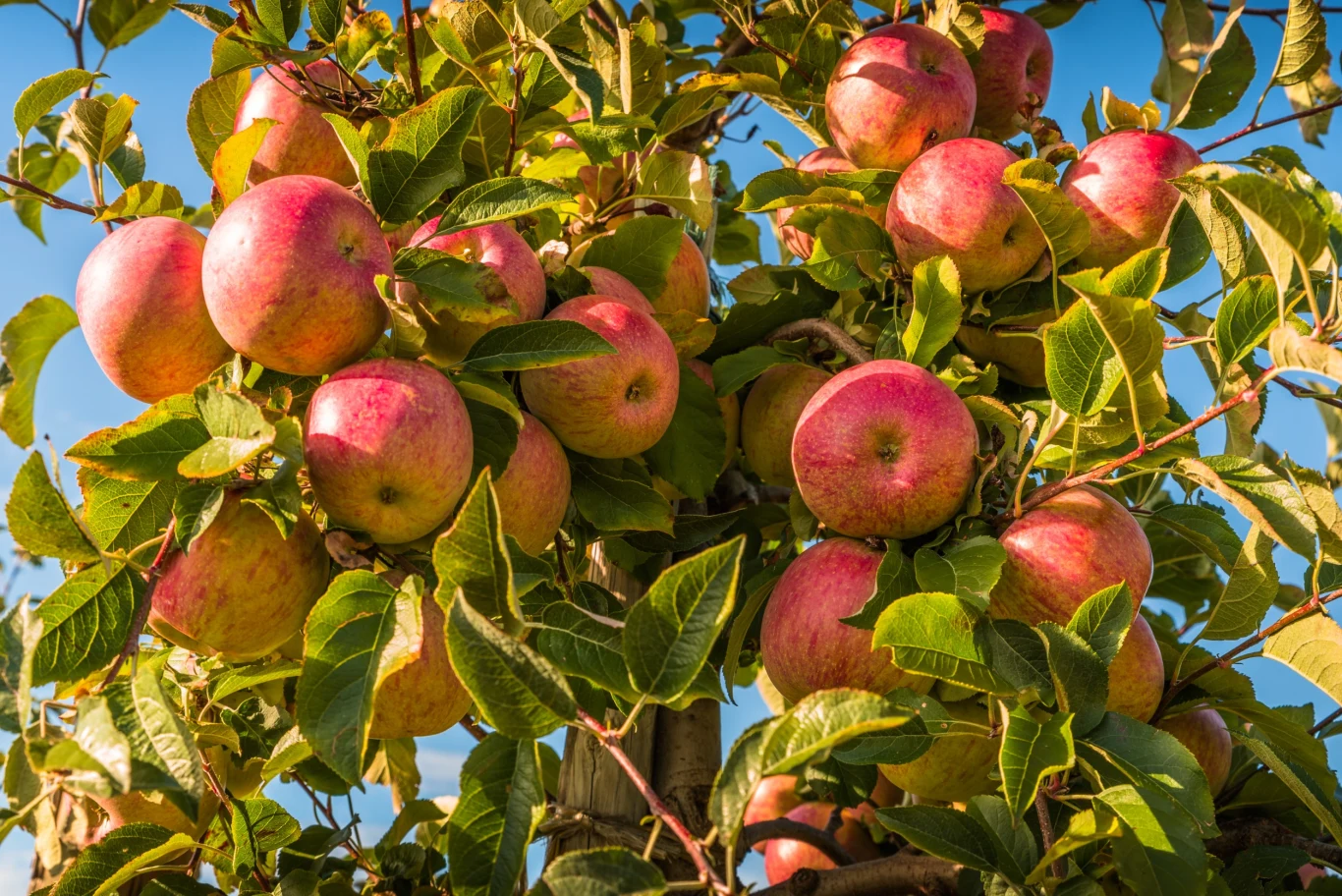 Uprawa jabłoni to zadanie nie tylko dla profesjonalistów