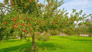 To najlepszy nawóz pod jabłonki. Nie wydasz ani złotówki, a owoców będzie mnóstwo