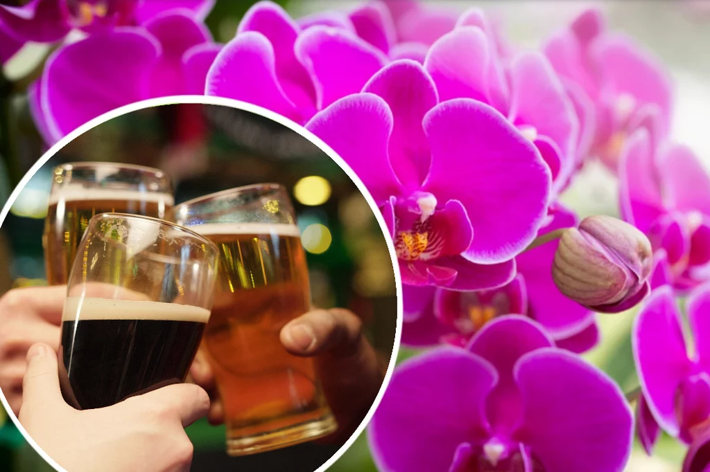 Nazywane przez niektórych "nektarem bogów" piwo może być ratunkiem dla słabo kwitnących storczyków 