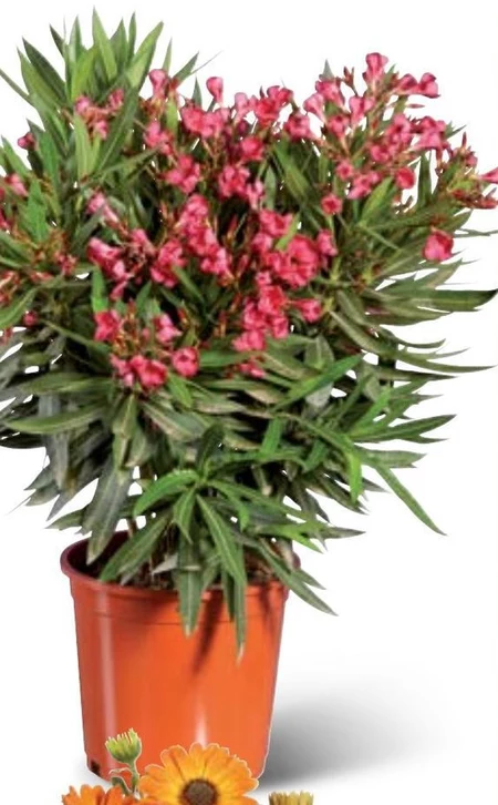 Oleander