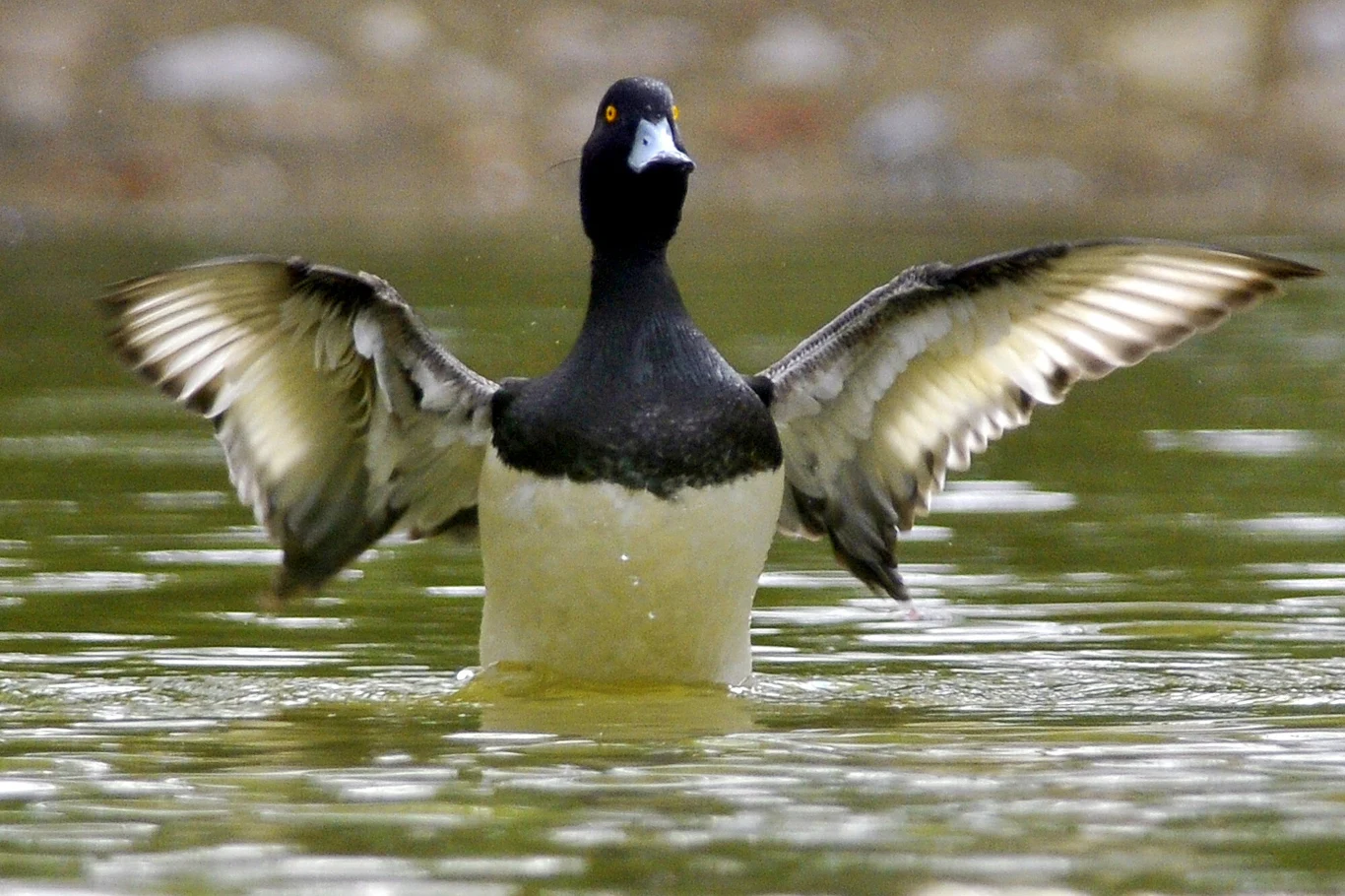 Czernica. Nietypowe upierzenie nadaje jej mrocznego charakteru. 