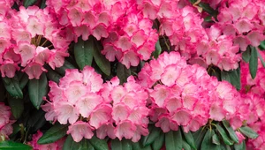Ogrodnik poleca trzy sposoby. Rododendrony zachwycą latem bujnymi kwiatami 