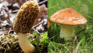 W polskich lasach są już grzyby. Głównie smardze, ale i maślaki