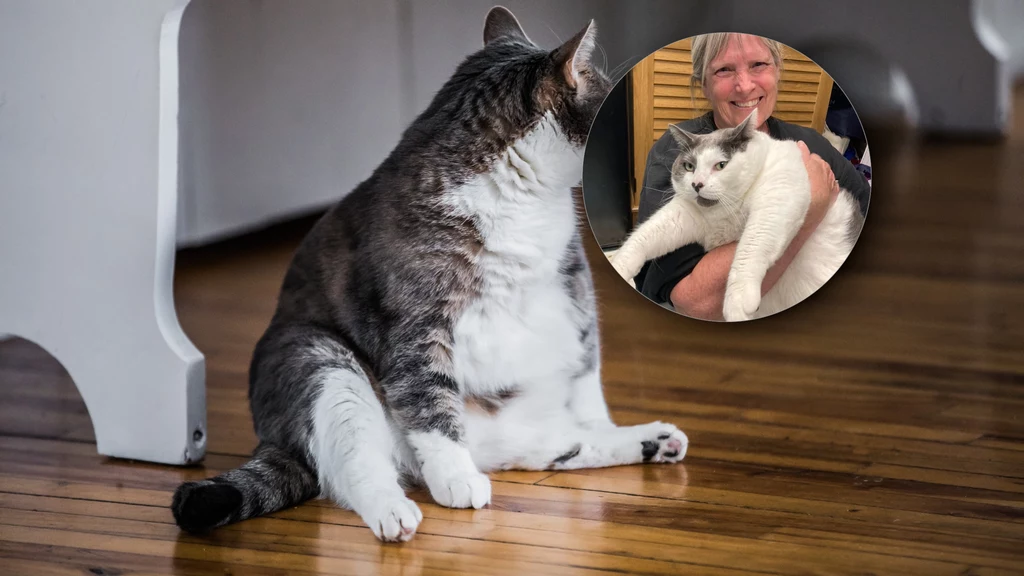 W Richmond w stanie Wirginia do adopcji trafił niezwykły kot. Patches, bo tak ma na imię rekordzista, waży ponad 18 kilogramów. Potężny futrzak szybko znalazł nowy dom, inspirując innych do przejścia na dietę