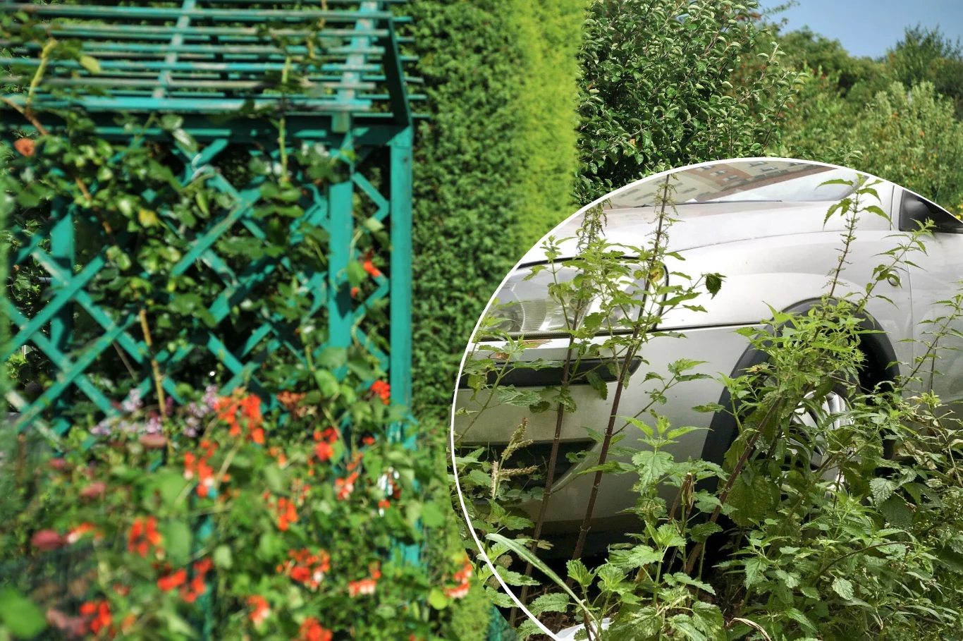 Czy na działce ROD można parkować samochód? Zdania Polaków są podzielone Czy na działce ROD można parkować samochód? Zdania Polaków są podzielone