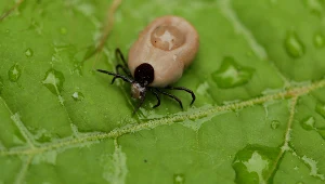 Sprawdź, ile wiesz o kleszczach