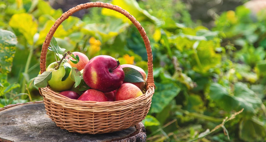 W ogródkach działkowych ROD można uprawiać warzywa i owoce