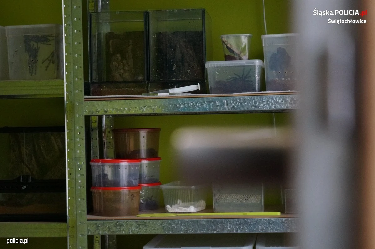 33-latek nie tylko sprzedawał, ale i nielegalnie rozmnażał ptaszniki 33-latek nie tylko sprzedawał, ale i nielegalnie rozmnażał ptaszniki