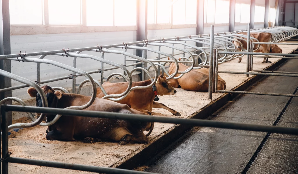 Krowy w przemysłowej hodowli są ponownie zapładniane na krótko po porodzie