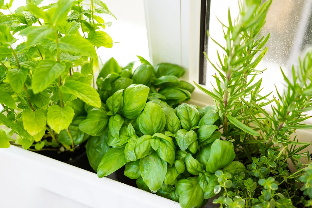 Domowe zioła sprawdzą się nie tylko jako dodatek do potraw. Można z nich też zrobić ekologiczne kosmetyki