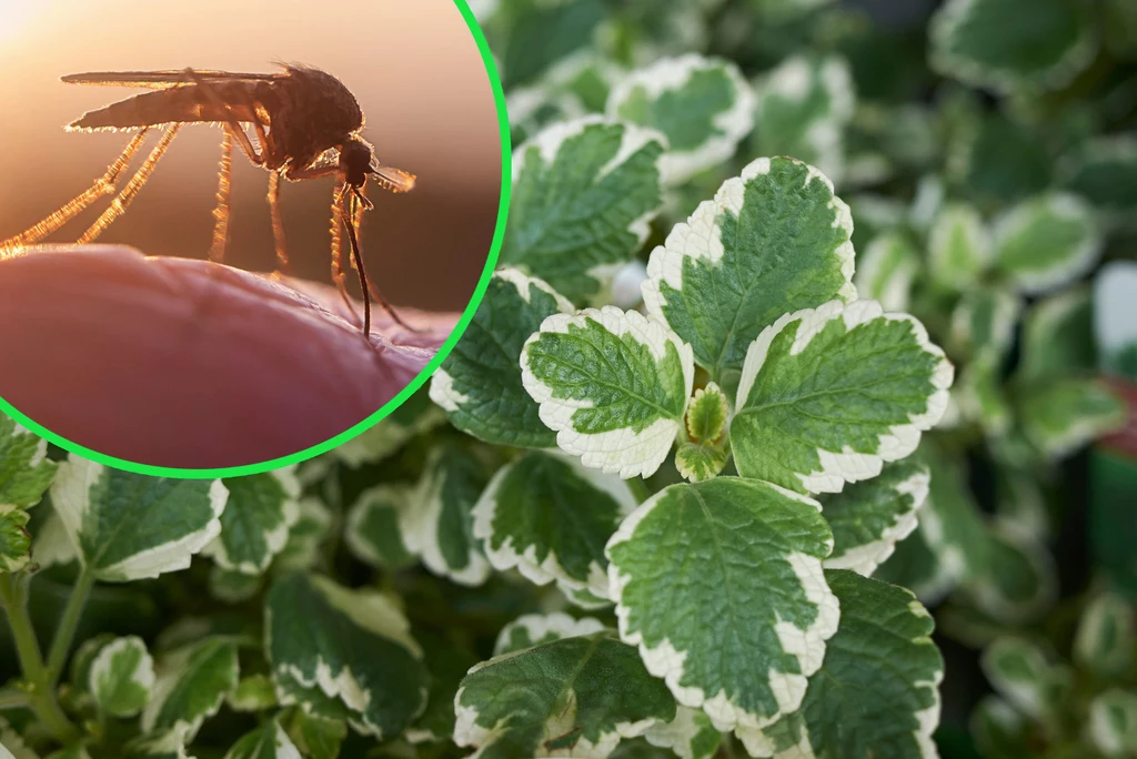 Komarzyca odstrasza komary. Jakich roślin jeszcze nie lubią te owady?
