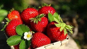 Cena kilograma truskawek na giełdzie w Broniszach wynosi 6-7 zł