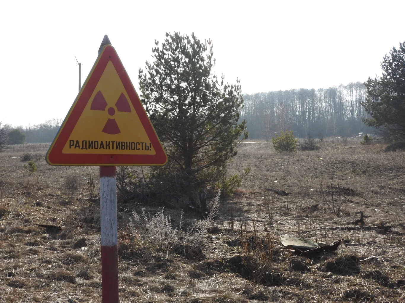 Poleski Państwowy Rezerwat Radioacyjno-Ekologiczny w 2019 roku. Choć promieniowanie zdecydowanie zmniejszyło się przez blisko cztery dekady, do dziś można znaleźć tam miejsca, w których dozymetry wskazują zagrożenie Poleski Państwowy Rezerwat Radioacyjno-Ekologiczny w 2019 roku. Choć promieniowanie zdecydowanie zmniejszyło się przez blisko cztery dekady, do dziś można znaleźć tam miejsca, w których dozymetry wskazują zagrożenie