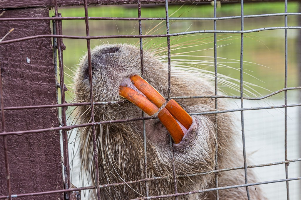 Stany Zjednoczone mają nie lada problem z nutriami. Charakterystyczne gryzonie o pomarańczowych zębach potrafią ważyć nawet 9 kilogramów i swoimi norami osłabiają wały przeciwpowodziowe 