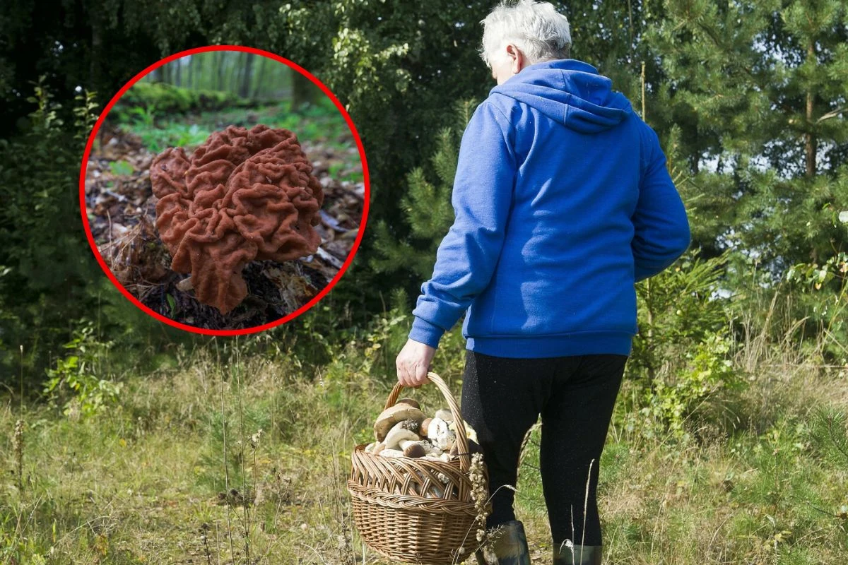 Leśnicy co roku ostrzegają przed "babimi uszami". Można się na nie natknąć zwłaszcza w kwietniu Leśnicy co roku ostrzegają przed "babimi uszami". Można się na nie natknąć zwłaszcza w kwietniu