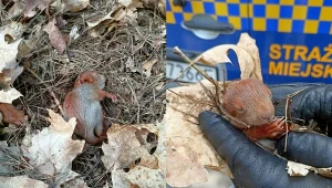 Mała wiewiórka trafiła do specjalnego ośrodka