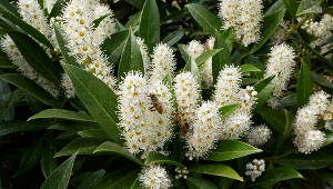 Laurowiśnia będzie zdobiła ogród wiele lat. Musisz jednak wykonać ten zabieg